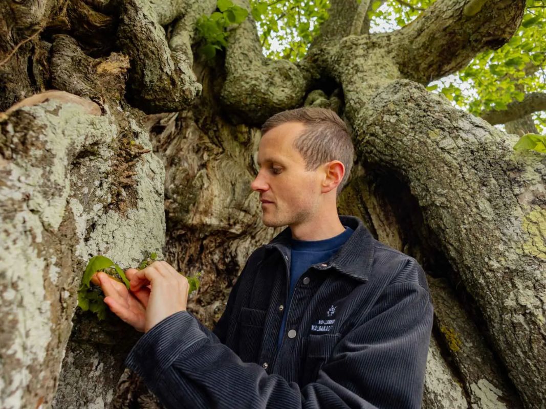 Stadtbг Ume рџџў Spannende Stadtfгјhrung Durch Kг Ln Buchen
